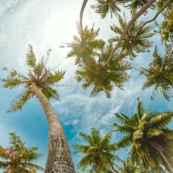 low angle photography of palm trees under blue sky during daytime
